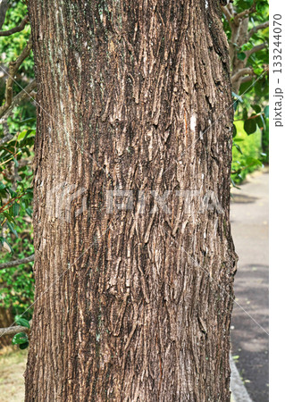 センダンの樹皮（秋、十一月) 133244070