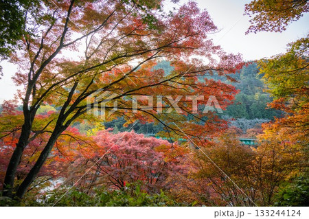 紅葉の矢祭山公園 紅葉の矢祭山公園 133244124