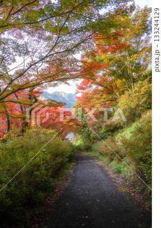 紅葉の矢祭山公園 133244129
