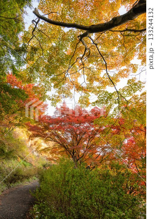紅葉の矢祭山公園 紅葉の矢祭山公園 133244132