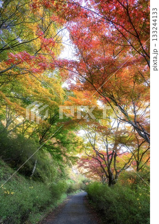 紅葉の矢祭山公園 133244133