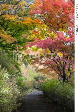 紅葉の矢祭山公園 133244135