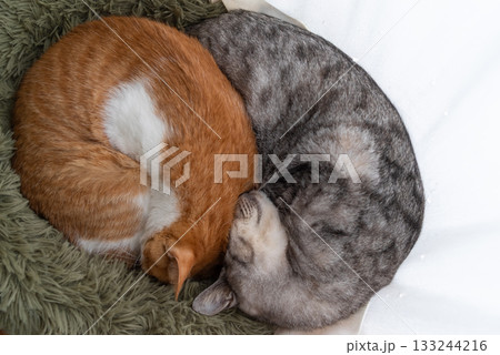 窓辺で眠る二匹の猫 133244216