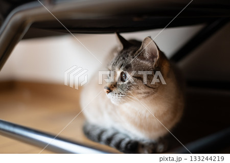 椅子の下から見つめる猫 シャムトラ猫 椅子の下から見つめる猫 シャムトラ猫 133244219