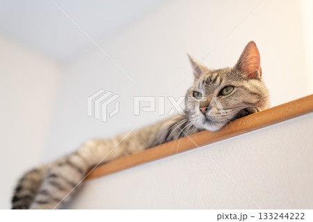 高い所でくつろぐ可愛い猫　サバトラ猫 133244222