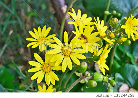 黄色いツワブキの花(秋、十一月) 黄色いツワブキの花(秋、十一月) 133244259