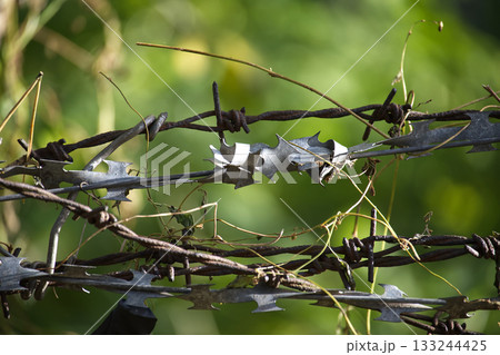 Barbed Wire Fence With Rusty Metal, Twisted Vines, and Outdoor Green Background Scene 133244425