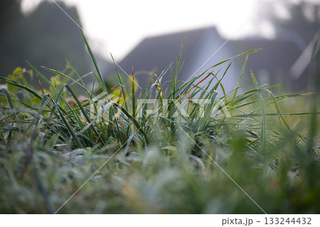 Dewy Grass Blades In Morning Light With Soft, Blurred Home Background Dewy Grass Blades In Morning Light With Soft, Blurred Home Background 133244432