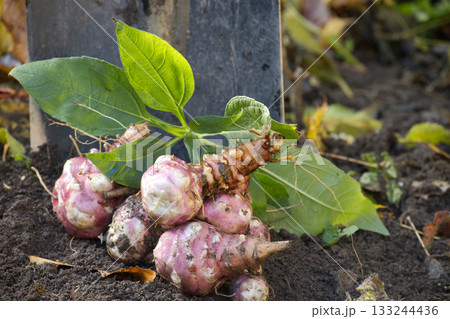 Jerusalem artichokes with leaves and a shovel in the garden 133244436