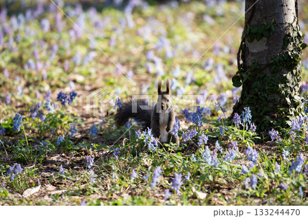 早春のエゾリスの森 133244470