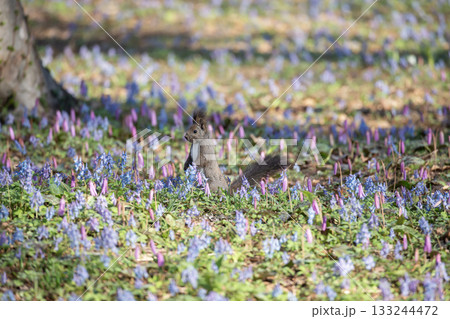 早春のエゾリスの森 早春のエゾリスの森 133244472