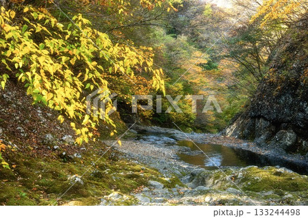茨城県大子町 袋田の滝周辺の紅葉 茨城県大子町 袋田の滝周辺の紅葉 133244498