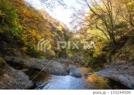茨城県大子町 袋田の滝周辺の紅葉 茨城県大子町 袋田の滝周辺の紅葉 133244500