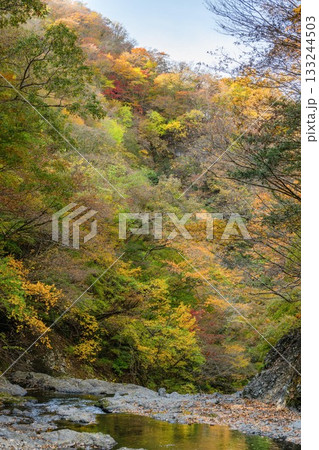 茨城県大子町 袋田の滝周辺の紅葉 茨城県大子町 袋田の滝周辺の紅葉 133244503