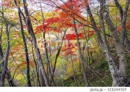 茨城県大子町　袋田の滝周辺の紅葉 133244507
