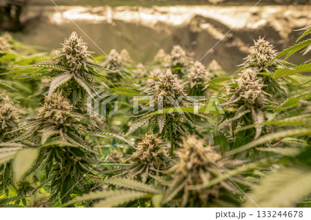 female blossom marijuana SoG Sea of Green net hemp cultivation technique Growing pot indoor bloom stage growth Medical female blossom marijuana SoG Sea of Green net hemp cultivation technique Growing pot indoor bloom stage growth Medical 133244678