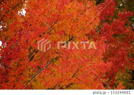 秋色 133244681