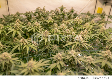 female blossom marijuana SoG Sea of Green net hemp cultivation technique Growing pot indoor bloom stage growth Medical female blossom marijuana SoG Sea of Green net hemp cultivation technique Growing pot indoor bloom stage growth Medical 133244693