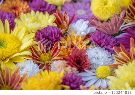 笠間菊祭り 笠間菊祭り 133244818