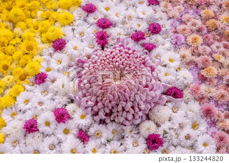 笠間菊祭り 笠間菊祭り 133244820