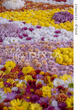 笠間菊祭り 笠間菊祭り 133244823