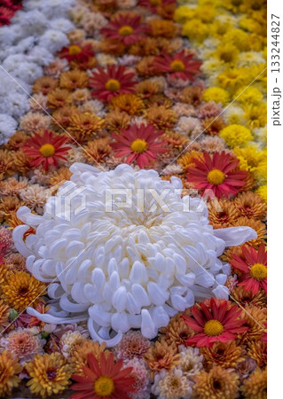 笠間菊祭り 笠間菊祭り 133244827