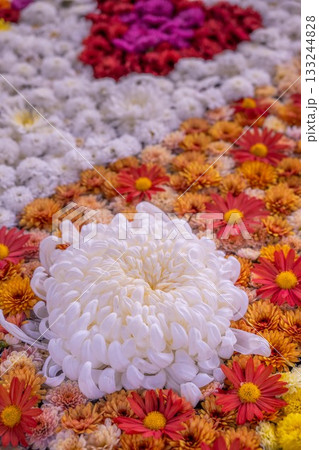 笠間菊祭り 133244828