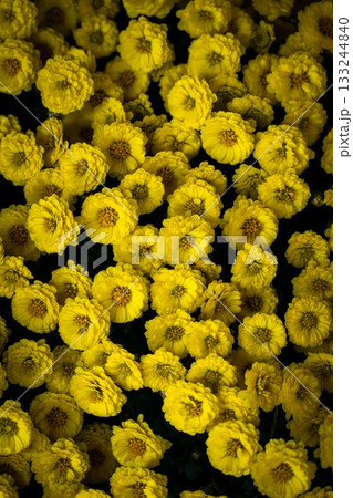 笠間菊祭り 笠間菊祭り 133244840