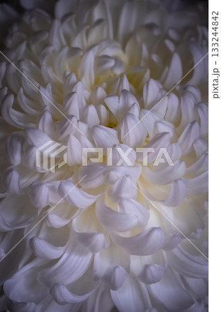 笠間菊祭り 133244842