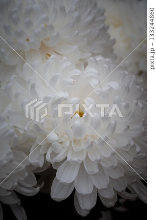 笠間菊祭り 笠間菊祭り 133244860