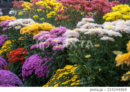 笠間菊祭り 133244869