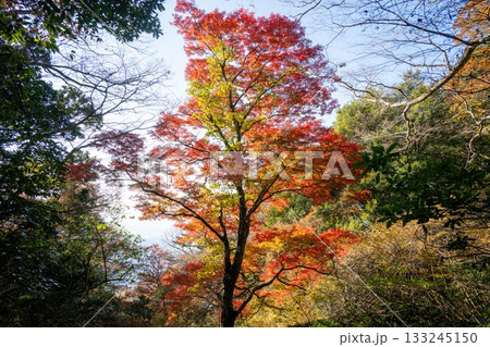 紅葉の筑波山 登山風景 紅葉の筑波山 登山風景 133245150