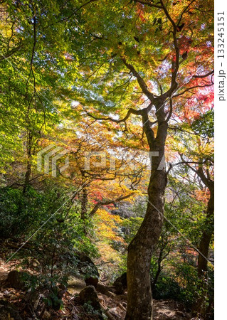 紅葉の筑波山　登山風景 133245151