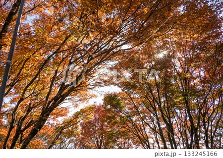 紅葉の筑波山 登山風景 紅葉の筑波山 登山風景 133245166