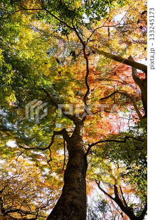 紅葉の筑波山　登山風景 133245173