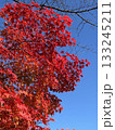 青空に映える真っ赤な紅葉 133245211