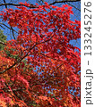 青空に映える真っ赤な紅葉 133245276
