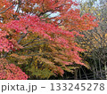 紅葉したもみじのグラデーション 133245278