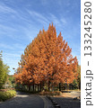 紅葉したメタセコイア並木 133245280
