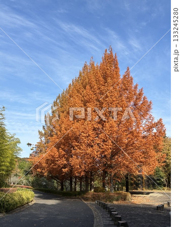 紅葉したメタセコイア並木 紅葉したメタセコイア並木 133245280