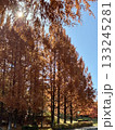 紅葉したメタセコイア並木 133245281