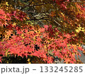 赤く色づいたモミジ 133245285