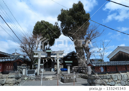 古い街並みの残る滋賀県大津市の坂本:日吉御田神社に聳える大樹 古い街並みの残る滋賀県大津市の坂本:日吉御田神社に聳える大樹 133245343