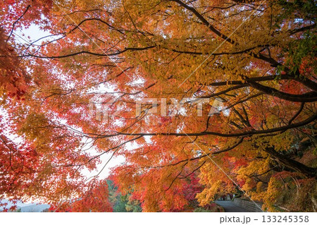 茨城の紅葉　永源寺もみじ寺 133245358