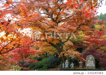 茨城の紅葉 永源寺もみじ寺 茨城の紅葉 永源寺もみじ寺 133245363