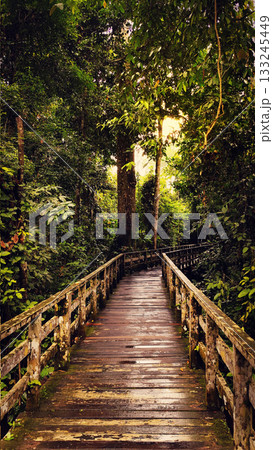 Wooden Boardwalk through Borneo Jungle at Sunset 133245449