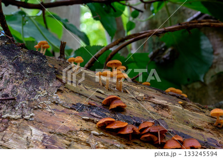森の中に生える野生のキノコのマクロ写真 森の中に生える野生のキノコのマクロ写真 133245594