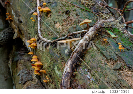 森の中に生える野生のキノコのマクロ写真 133245595