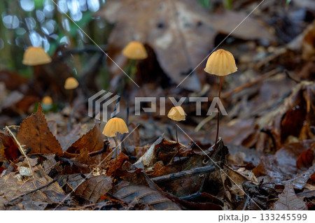 森の中に生える野生のキノコのマクロ写真 133245599