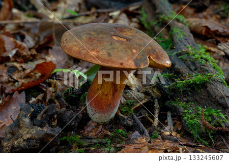 森の中に生える野生のキノコのマクロ写真 森の中に生える野生のキノコのマクロ写真 133245607